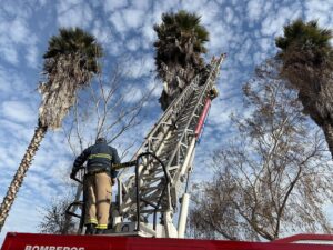 🔴 ¡EL GATITO NO ESTÁ! BOMBEROS LLEGÓ A SU RESCATE Y NO ESTABA EN LA PALMERA